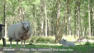 Quiet and relaxing morning in a sheep pasture.