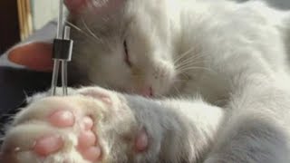 Cat found frozen to ground in Des Moines finds forever home