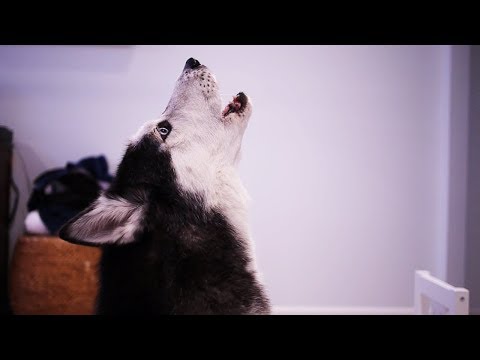 Mishka the Husky sings really nice!
