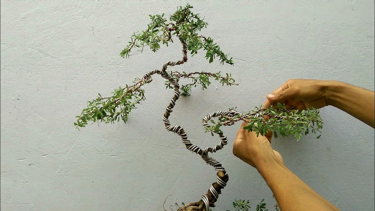 Tạo Dáng Cây Linh Sam Dạng Cầu