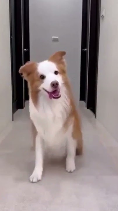 Собачка блогер🐶 - YouTube
