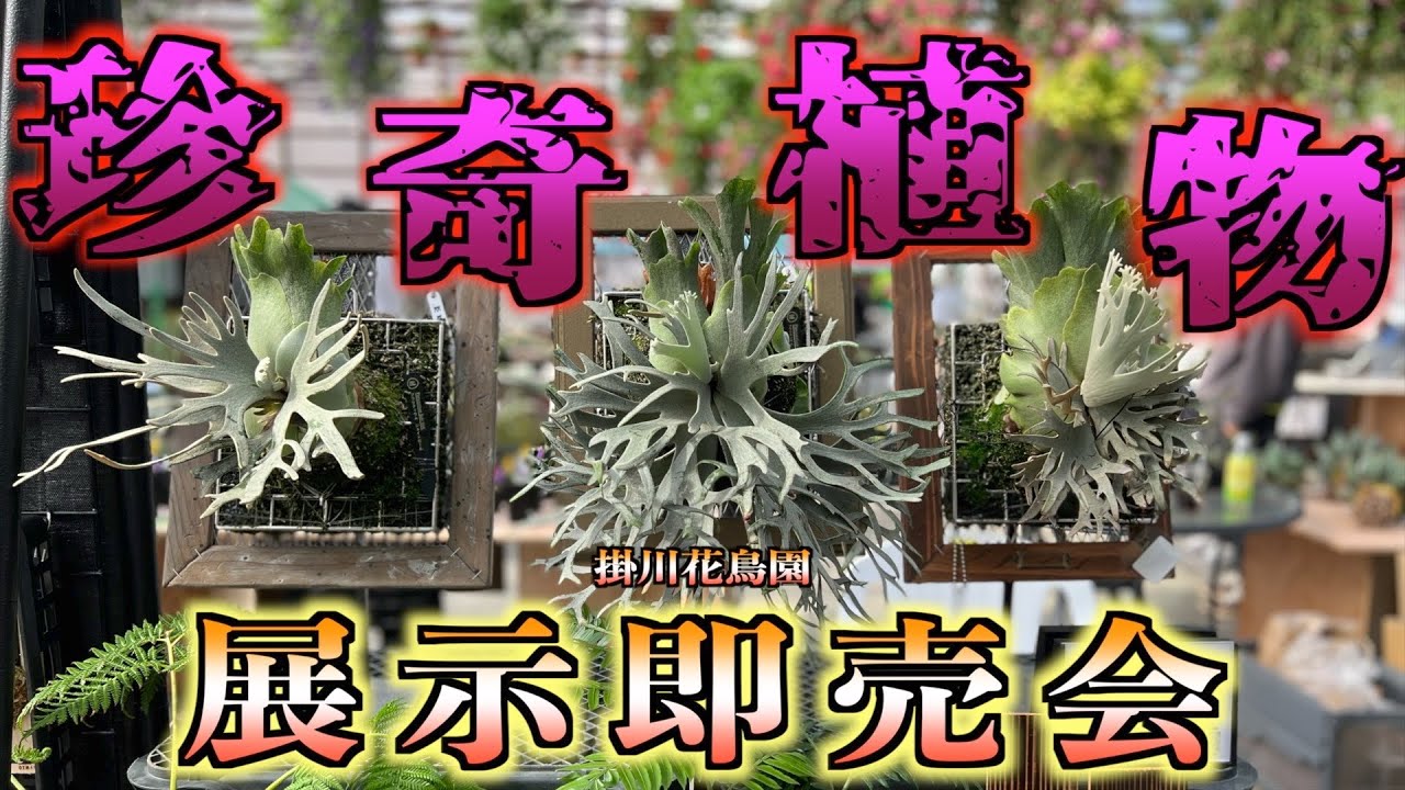 花台レア物落款いり根来塗　巻絹型卓 根来塗りちゃぶ台 根来膳 根来テーブル Antique Sam's Collection