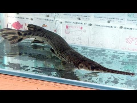 池に肉食外来魚スポッテッドガーパイク 雨中の捕獲作戦 Youtube