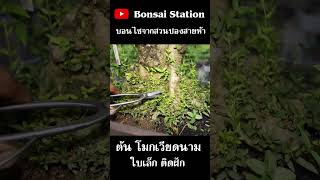 โมกเวียดนามทรงต้นติดฝัก #bonsaithai #บอนไซไทย #bonsai #บอนไซ #สวนบอนไซ #bonsaigarden