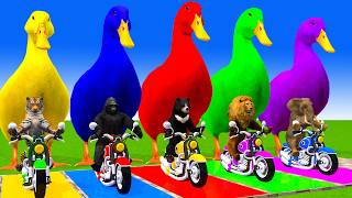 5 Giant Duck Cartoon,Cow,Elephant,Tiger,Lion,Dinosaur,Paint Wild Animals Crossing Fountain Animation