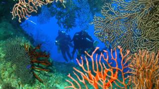 World's Best Diving & Resorts: Divetech and Cobalt Coast Resort