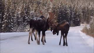 3 bull moose play sparring on Maligne Road in Jasper National Park