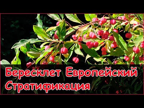 Video: Punainen Euonymus