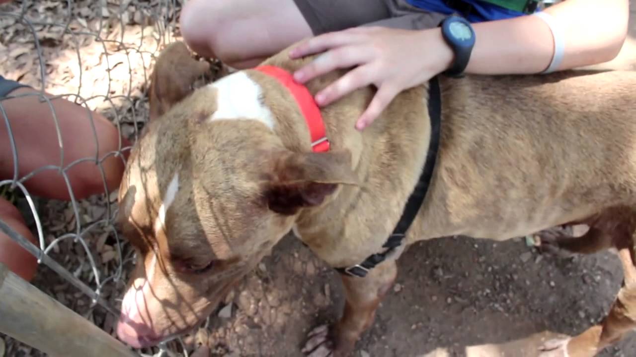 petco hours Choco (Adopted)