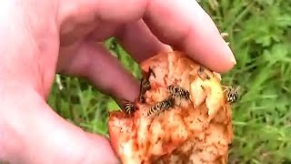 Playing With Yellow Jacket Wasps Bees - Petting A Wasp & Dispelling The FEAR of Getting Stung