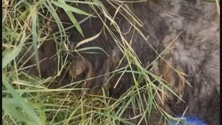 we found her in the bushes, her body covered with thousands of parasites and fleas by kittins baby NANA  153 views 2 years ago 7 minutes, 11 seconds