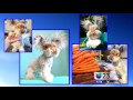 Conejos, perros y gatos, ¿cómo cuidarlos durante Semana Santa?
