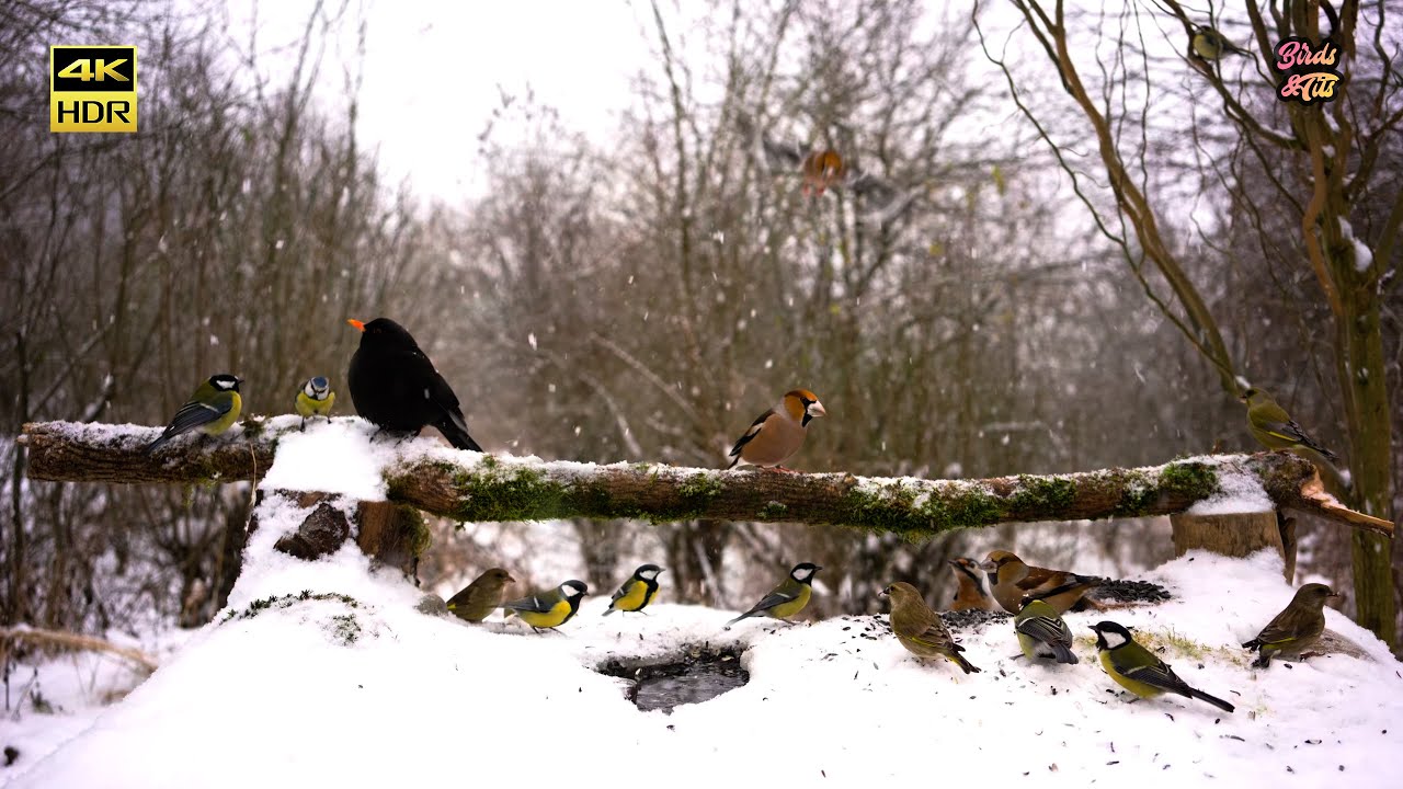 Cat tv😻Snowfall on Natural Bird feeder🐦📺4K HDR ♫ 5.1