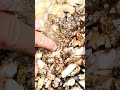 Discovery of a gold nest in a rock
