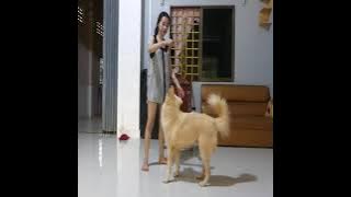 Smart Girl Spending The Weekend With Her Lovely Dog