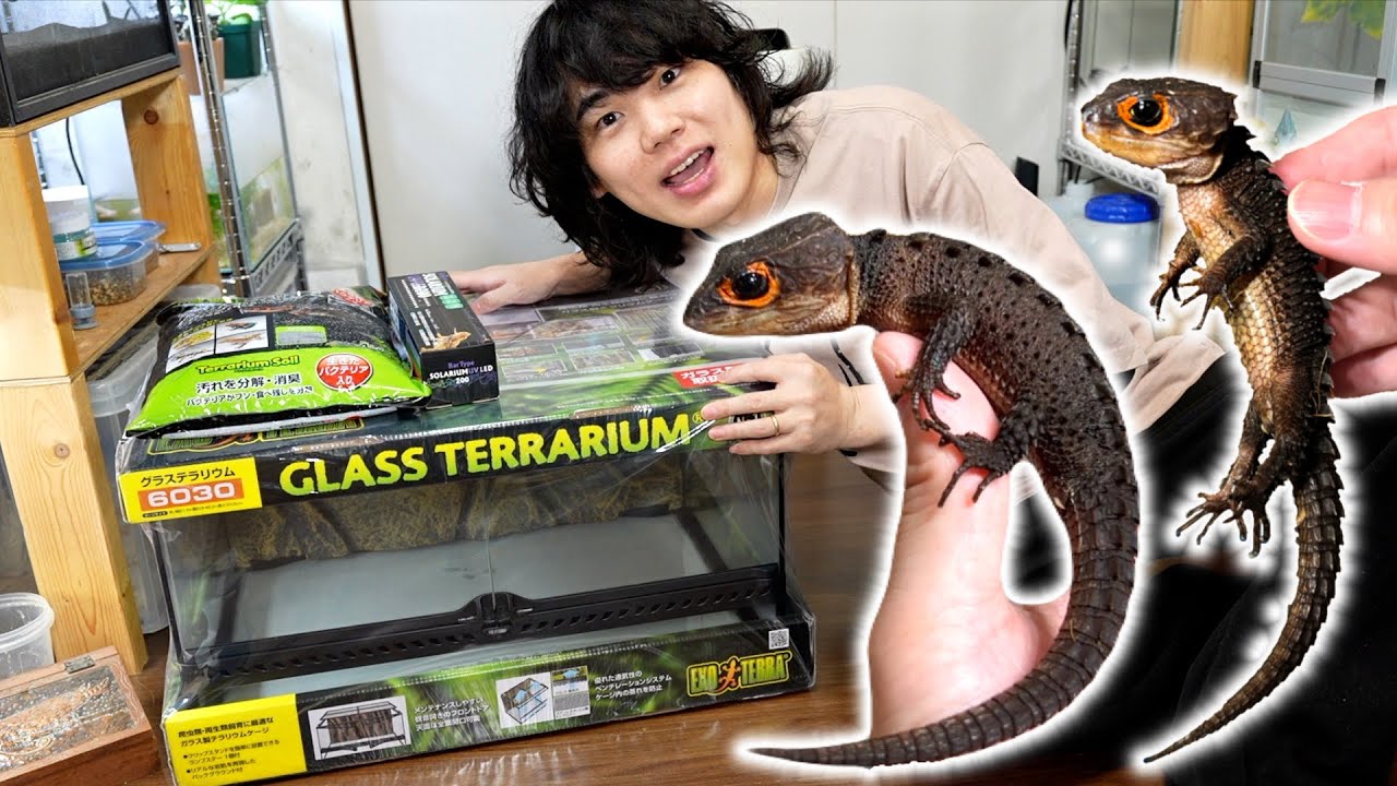 あの人気のドラゴンたちの飼育環境をパワーアップ！【アカメカブトトカゲ】