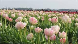 LOVE IS A MANY SPLENDORED THING - CONNIE FRANCIS