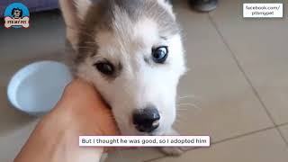 A Friend Gave a Cute Little Husky Puppy by PTB My Pet 21 views 3 years ago 45 seconds