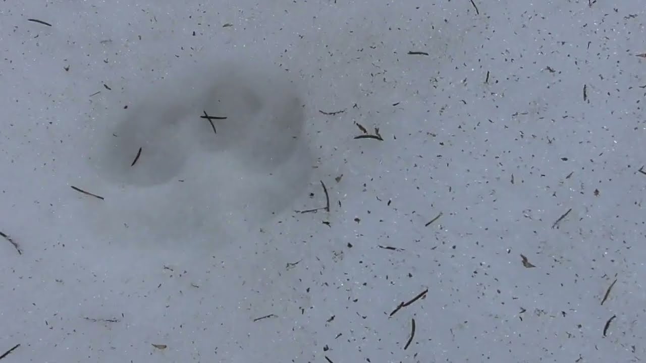 Wolfsfährte im letzten Schnee (April 2022)