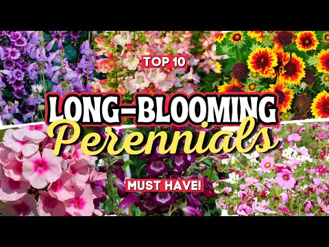 10 Long Blooming Perennial Flowers: Add Vibrant Colors to Your Garden All Season Long