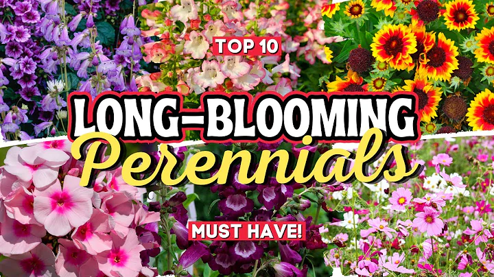 10 Long Blooming Perennial Flowers: Add Vibrant Colors to Your Garden All Season Long 👌🌻💚 - DayDayNews