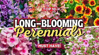 10 Long Blooming Perennial Flowers: Add Vibrant Colors to Your Garden All Season Long