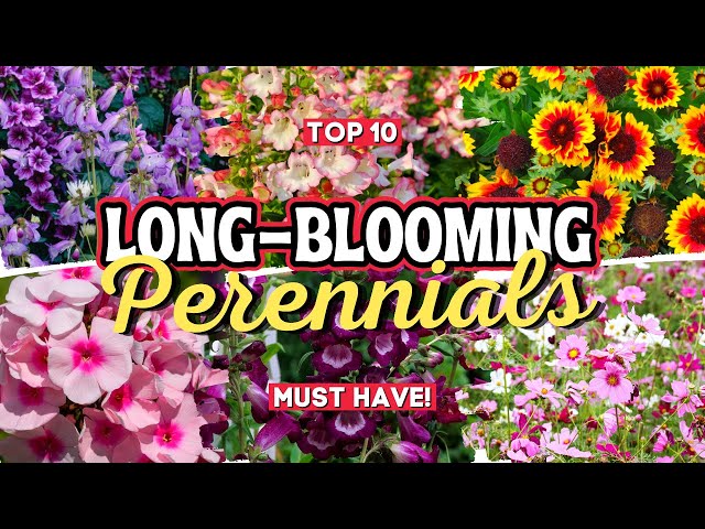 10 Long Blooming Perennial Flowers: Add Vibrant Colors to Your Garden All Season Long 👌🌻💚 class=