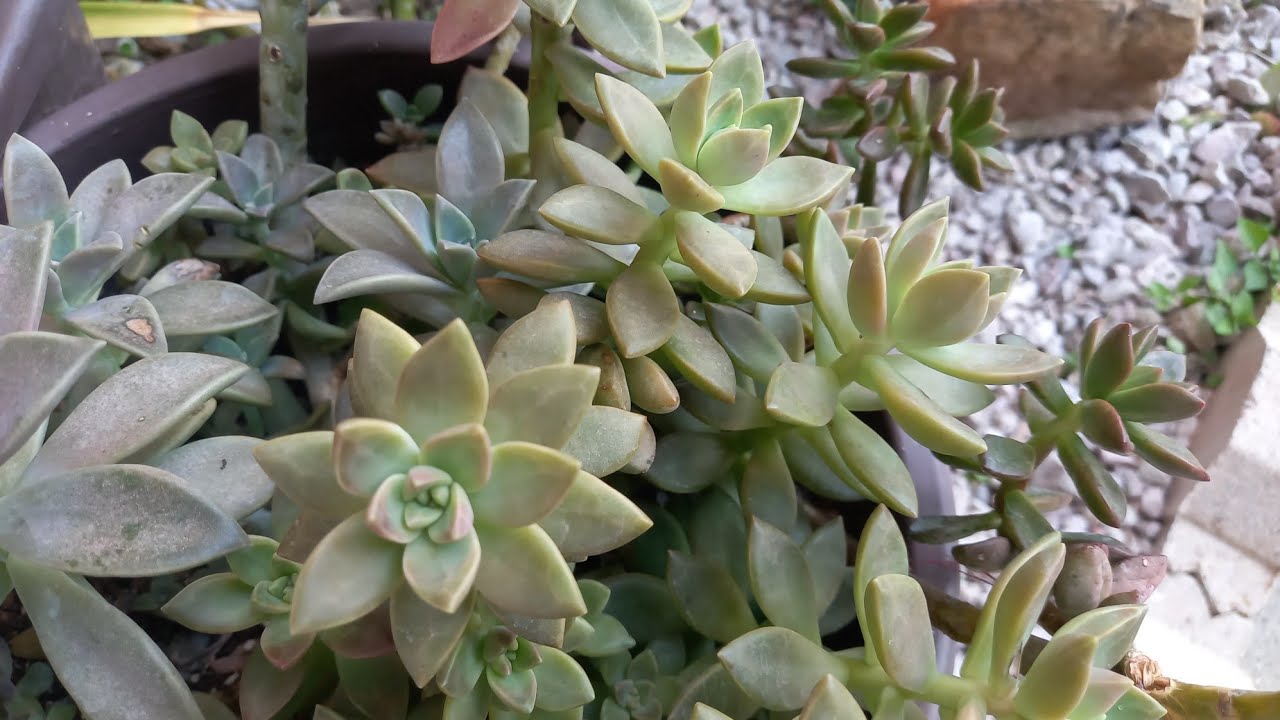 12  Suculentas de Reproducción Fácil 