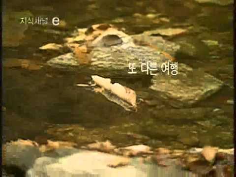 013.지식채널 e-[2005.10.10] 낙엽.wmv