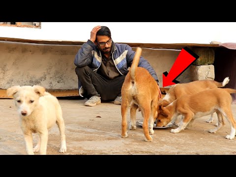 वीडियो: क्या मैं अपने कुत्ते पर डायपर डाल सकता हूँ?