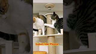 So Funny Cats Fight #shortvideo #funnyshorts