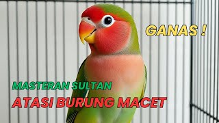 PUTAR SAJA Semua Jenis Lovebird PASTI NYAUT, Pancingan Suara Burung Lovebird Ngekek Panjang