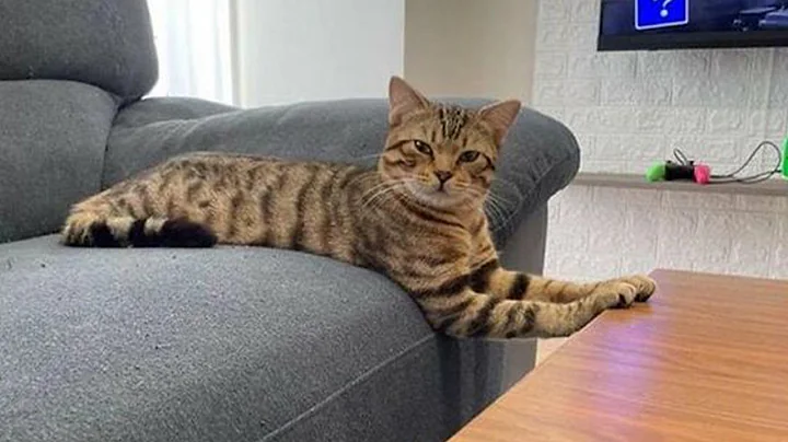 Video 6226311: cat kitten pets funnycat, funnycats cutekitten kitten, cat kitten pets funny