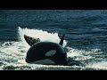 Killer Whales シャチの生き方 (Japanese audio)