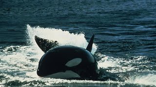 Orcas in the wild | Documentary