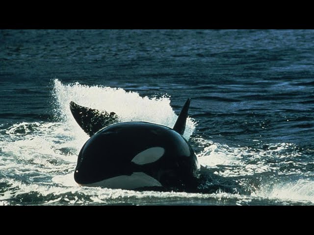 Orcas in the wild | Documentary - YouTube