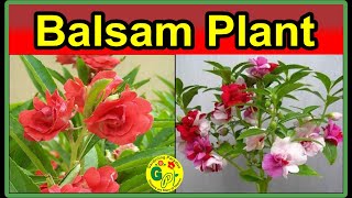 How to Grow and Care Balsam Plants | Balsam Flower Plant Growing from Seed | Balsam Plant Care