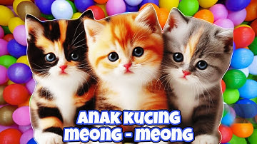 ANAK KUCING MEONG MEONG - kucing berantem - kucing kawin - KUCING PERSIA LUCU #kucinglucu