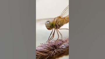 Insects macro view | Apexel 12/24X macro lens#shorts
