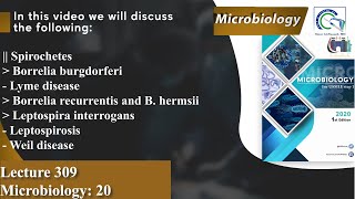 Borrelia burgdorferi | Lyme disease | Borrelia recurrentis and B. hermsii | Leptospira interrogans