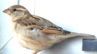 Common Sparrow Bird - House Sparrow - Birds - Birders - Bird Watching