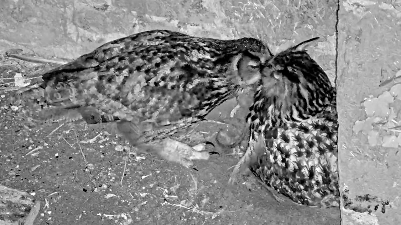 23.–24.02.2026: Brutplatz, Beute, Blickduell