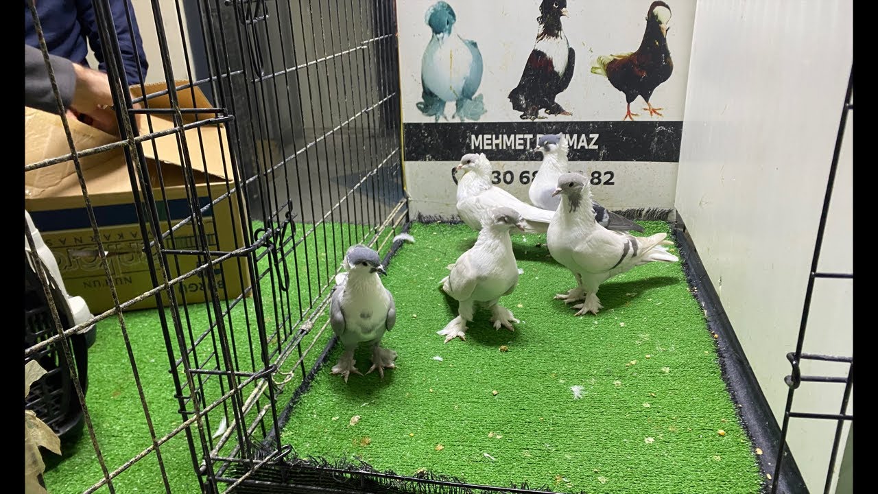 TÜRKİYENİN YERLİ GÜVERCİNLER CANLI MEZAT BAŞLADI 🏆