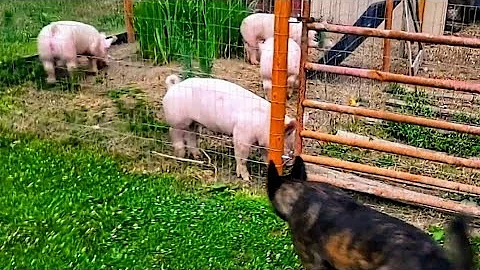Pigs Broke Out! _ Moving Turkey To Barn // Whitt A...