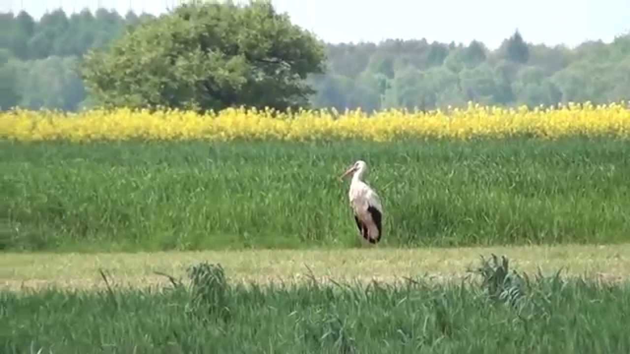 (1.05.14) Kolej Wąskotorowa Rogów - Rawa - Biała