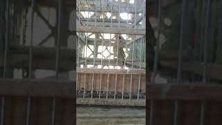 Corbata Hembra Cantando