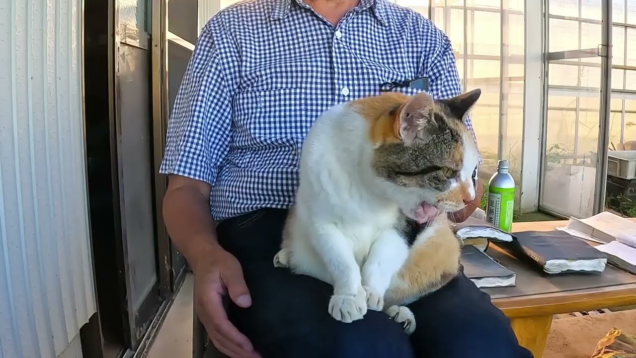 ニャンごろうページ 思い出のココちゃん23905 #野良猫ココちゃん #三毛猫 - YouTube