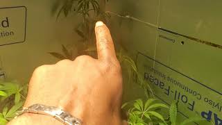 Veg update