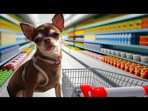Vídeo: Quant Costa Una Chihuahua