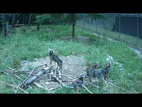 Red Wolf pup pack howling